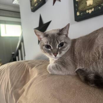 Siamese Cats Available for Adoption in Columbia, South Carolina - Millie | PetCurious