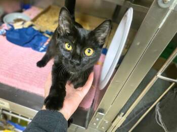 SUNFLOWER -  Domestic Short Hair Cat for Adoption in Fort Wayne, Indiana - SUNFLOWER | PetCurious