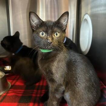 Dory -  Domestic Short Hair Cat for Adoption in Knoxville, Tennessee - Dory | PetCurious
