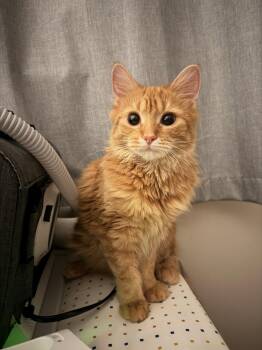 Domestic Medium Hair Cats Available for Adoption in Trenton, New Jersey - Sunflower | PetCurious
