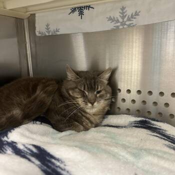 Domestic Short Hair Cats Available for Adoption in Lynchburg, Virginia - Zigzag | PetCurious