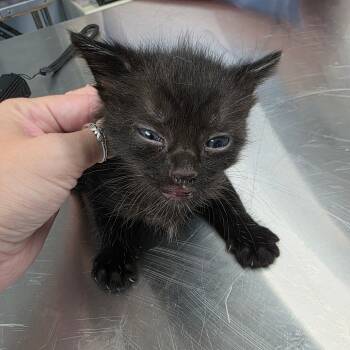 Rescue Domestic Short Hair Cats for Adoption in Duncan, Oklahoma - Lucky | PetCurious