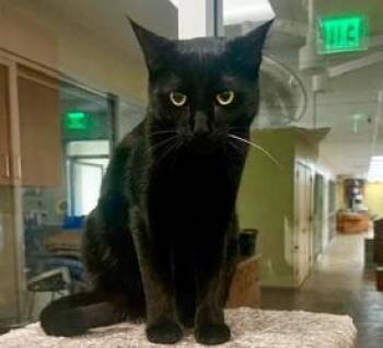 Domestic Short Hair Cats Available for Adoption in San Diego, California - Billy | PetCurious