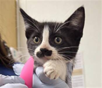 A885168 -  Domestic Short Hair Cat for Adoption in Camarillo, California - A885168 | PetCurious