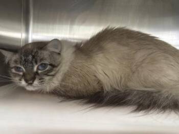 Siamese and Domestic Short Hair Cats Available for Adoption - Blizzard | PetCurious