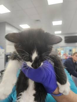 A137847 -  Domestic Medium Hair Cat for Adoption in Palmetto, Florida - A137847 | PetCurious