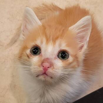 Dooty -  Domestic Short Hair Cat for Adoption in Hernando, Mississippi - Dooty | PetCurious