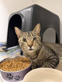 AXEL -  Domestic Short Hair Cat for Adoption in Ontario, California - AXEL | PetCurious