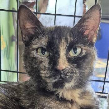 Birdo -  Domestic Short Hair Cat for Adoption in Tioga, Pennsylvania - Birdo | PetCurious