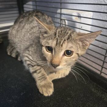 Pat -  Domestic Short Hair Cat for Adoption in Desert Hot Springs, California - Pat | PetCurious