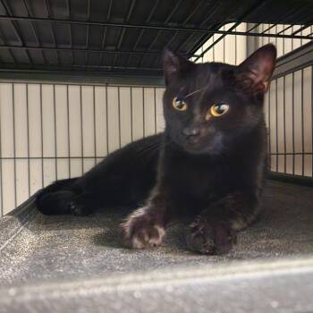 Starry -  Domestic Short Hair Cat for Adoption in Toms Brook, Virginia - Starry | PetCurious
