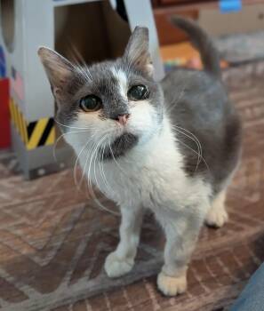 Piggly Wiggly -  Domestic Short Hair Cat for Adoption in Alexandria, Virginia - Piggly Wiggly | PetCurious