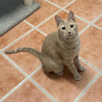 Gibson -  Domestic Short Hair Cat Available for Adoption in Desert Hot Springs, California - Gibson | PetCurious