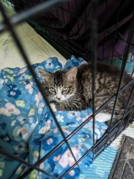 Monty -  Domestic Medium Hair Cat for Adoption in Grand Rapids, Michigan - Monty | PetCurious