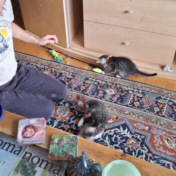 Ollie (bonded with Allie) -  Domestic Short Hair Cat for Adoption in Santa Rosa, California - Ollie (bonded With Allie) | PetCurious