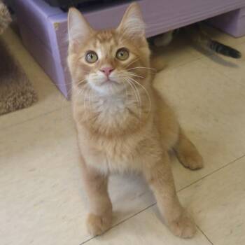 Rickets & Scurvy -  Domestic Short Hair Cat for Adoption in Warwick, Rhode Island - Rickets & Scurvy | PetCurious