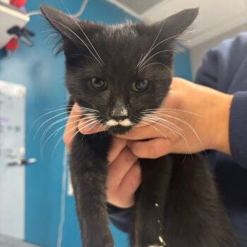 Rescue Domestic Short Hair Cats for Adoption in Vineland, New Jersey - Purrloin | PetCurious