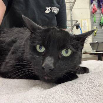 Dwight -  Domestic Short Hair Cat for Adoption in Murray, Utah - Dwight | PetCurious