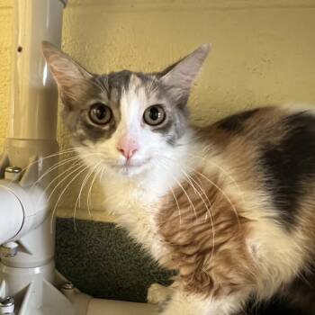 Cloudy -  Domestic Medium Hair Cat for Adoption - Cloudy | PetCurious