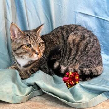 Cease -  Domestic Short Hair Cat for Adoption in Gibsonia, Pennsylvania - Cease | PetCurious