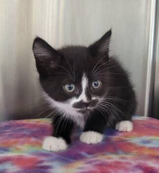 Domestic Short Hair Cats Available for Adoption in Kennewick, Washington - Plaid | PetCurious