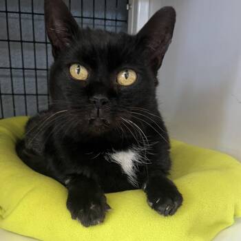 Kayli -  Domestic Long Hair Cat for Adoption in Charlottesville, Virginia - Kayli | PetCurious