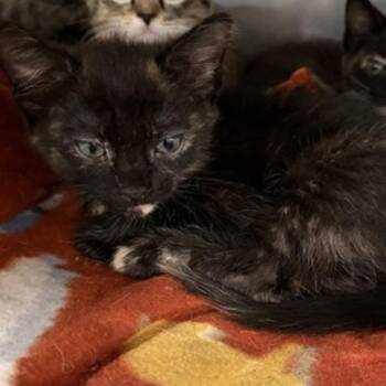 Dory -  Domestic Short Hair Cat for Adoption in New York, New York - Dory | PetCurious