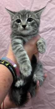 Abigail -  Domestic Short Hair Cat for Adoption in Trenton, New Jersey - Abigail | PetCurious
