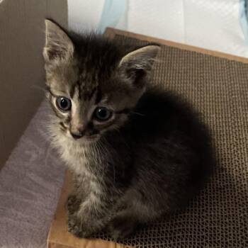 Foxtrot -  Domestic Short Hair Cat for Adoption in Cumming, Georgia - Foxtrot | PetCurious
