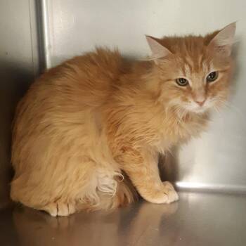 Domestic Medium Hair Cats Available for Adoption - Goldy | PetCurious