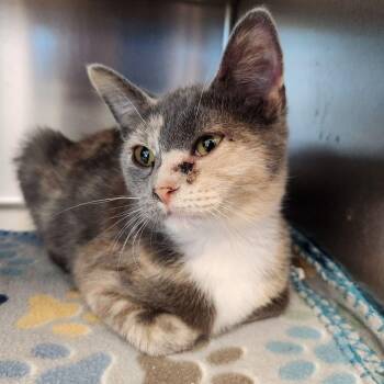 Zeppelin -  Domestic Short Hair Cat for Adoption in Liberty, Missouri - Zeppelin | PetCurious