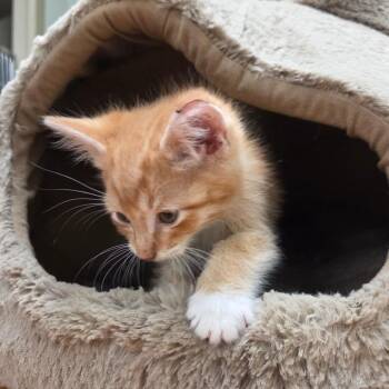 Gecko -  Domestic Short Hair Cat for Adoption in Spokane, Washington - Gecko | PetCurious