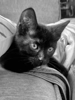 Domestic Short Hair Cats Available for Adoption in Lenexa, Kansas - Red Roof Inn | PetCurious