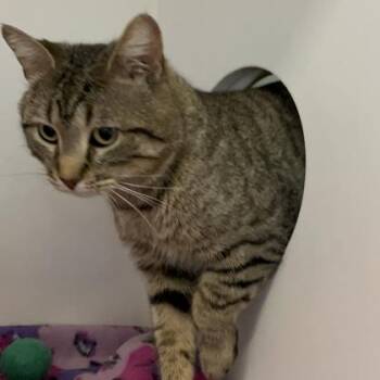 Domestic Short Hair Cats Available for Adoption in Janesville, Wisconsin - Jerry | PetCurious
