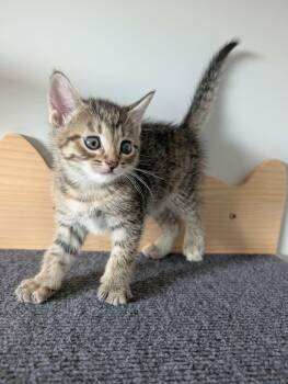 Cha-Cha -  Tabby Cat for Adoption in Edmonton, Alberta - Cha-Cha | PetCurious