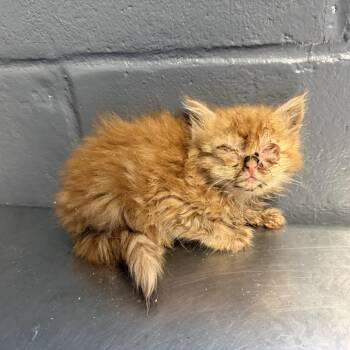 Domestic Long Hair Cats Available for Adoption in Tuscaloosa, Alabama - TUSC-Stray-84552 | PetCurious