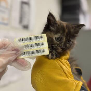 Yoko -  Domestic Medium Hair Cat for Adoption in Charleston, West Virginia - Yoko | PetCurious