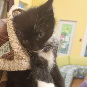 Scrabble -  Domestic Short Hair Cat for Adoption in Lynchburg, Virginia - Scrabble | PetCurious