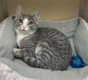 Domestic Short Hair Cats Available for Adoption - Elsa | PetCurious