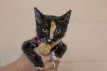 Midnight -  Calico and Tabby Cat for Adoption in Mountain Home, Arkansas - Midnight | PetCurious