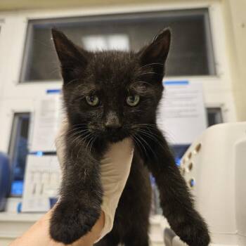 Pocus -  Domestic Short Hair Cat for Adoption in Port Townsend, Washington - Pocus | PetCurious