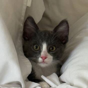 Rescue Domestic Short Hair Cats for Adoption in Hemet, California - Bleu | PetCurious