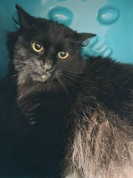 Raven -  Domestic Long Hair Cat for Adoption in Billings, Montana - Raven | PetCurious
