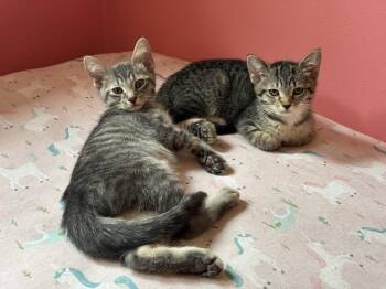 Buttons -  Domestic Short Hair and Tabby Cat for Adoption in Plymouth, Michigan - Buttons | PetCurious