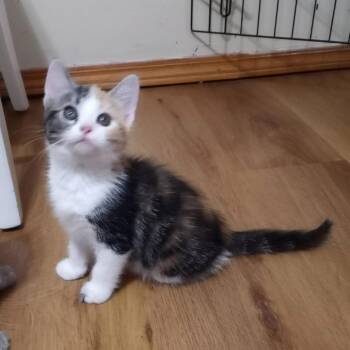 Cindy (Baby 1) -  Domestic Short Hair Cat Available for Adoption in Parkersburg, West Virginia - Cindy (Baby 1) | PetCurious