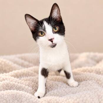 SARAH SILVERMAN -  Domestic Short Hair Cat for Adoption in Cranston, Rhode Island - SARAH SILVERMAN | PetCurious