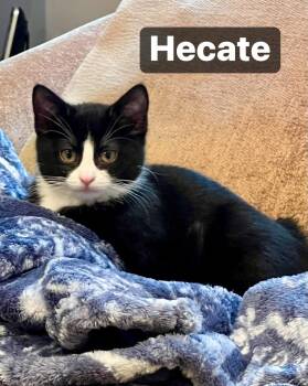 Domestic Short Hair Cats Available for Adoption - Hecate | PetCurious