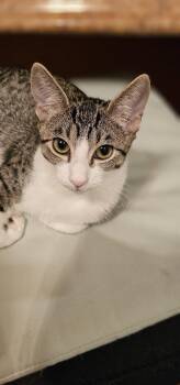 Mirai -  Domestic Short Hair Cat for Adoption in Mission Viejo, California - Mirai | PetCurious