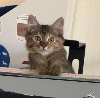 Glia -  Domestic Medium Hair Cat for Adoption in Tucson, Arizona - Glia | PetCurious