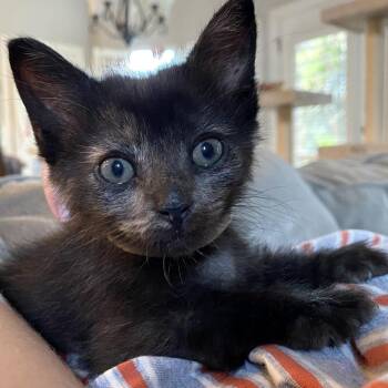 A Ghost Story 24 -  Domestic Short Hair Cat for Adoption in Austin, Texas - A Ghost Story 24 | PetCurious
